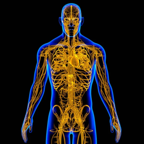 Cuore Umano Con Anatomia Del Sistema Circolatorio Illustrazione Medica Concetto — Foto Stock