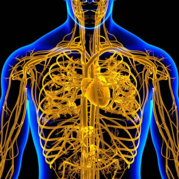 Tıbbi Konsept Boyutlu Llüstrasyon Çin Dolaşım Sistemi Anatomisi Olan Nsan — Stok fotoğraf