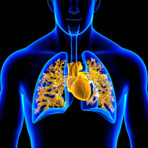 Lungs Human Respiratory System Anatomy Medical Concept Illustration — Stock Photo, Image