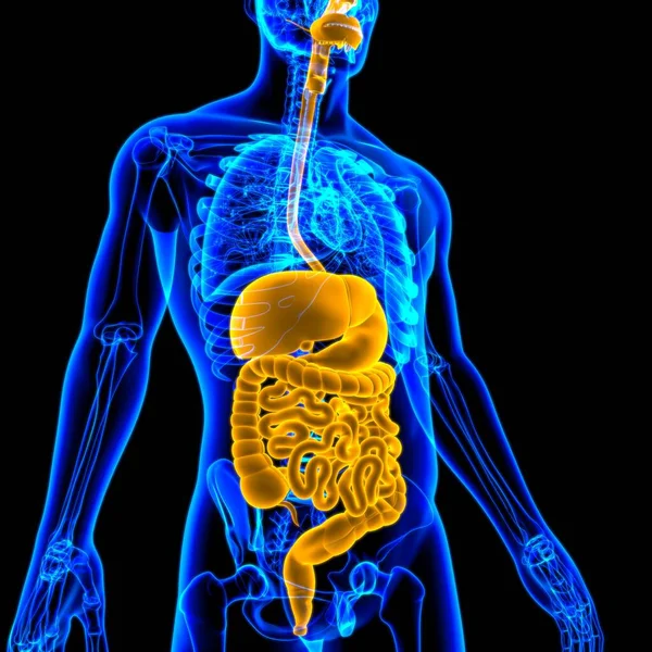 Anatomía Del Sistema Digestivo Humano Para Concepto Médico Ilustración — Foto de Stock