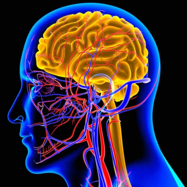 Anatomía Cerebral Humana Para Concepto Médico Ilustración —  Fotos de Stock