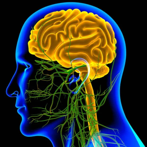 Tıbbi Konsept Için Nsan Beyni Anatomisi Boyutlu Llüstrasyon — Stok fotoğraf