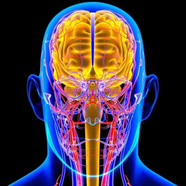 Human Brain Anatomy For Medical Concept 3D Illustration