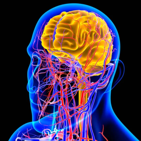 医学概念三维图解的人脑解剖 — 图库照片