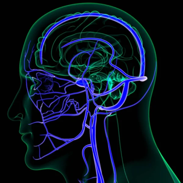 医学概念3D图解中的人体动脉和静脉 — 图库照片