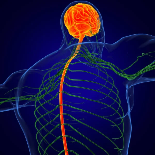 Anatomia Mózgu Człowieka Dla Koncepcji Medycznej Ilustracja — Zdjęcie stockowe