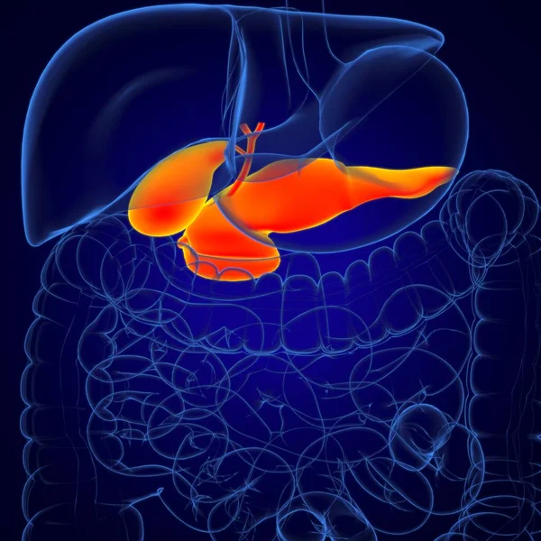 Anatomia Humana Sistema Digestivo Vesícula Biliar Para Ilustração Médica Conceito — Fotografia de Stock