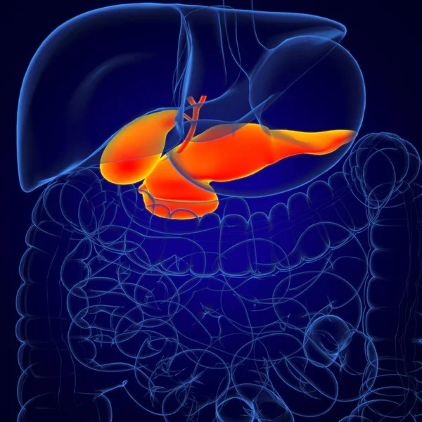 医学的概念のためのGall Bladerヒト消化器系解剖学3Dイラスト — ストック写真