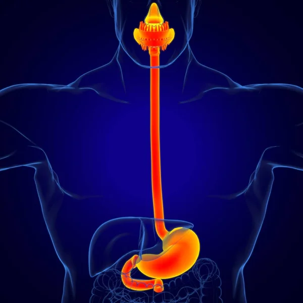 Sistema Digestivo Humano Anatomia Estômago Para Ilustração Médica Conceito — Fotografia de Stock