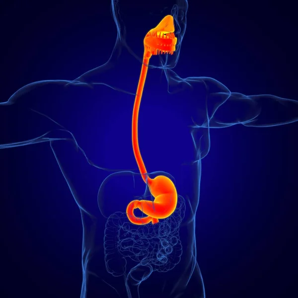 Sistema Digestivo Humano Anatomia Estômago Para Ilustração Médica Conceito — Fotografia de Stock