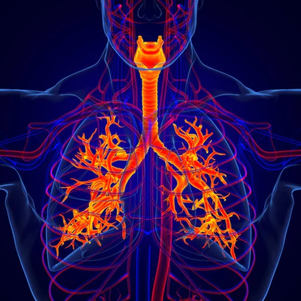 Lungs Human Respiratory System Anatomy Medical Concept Illustration — Stock Photo, Image