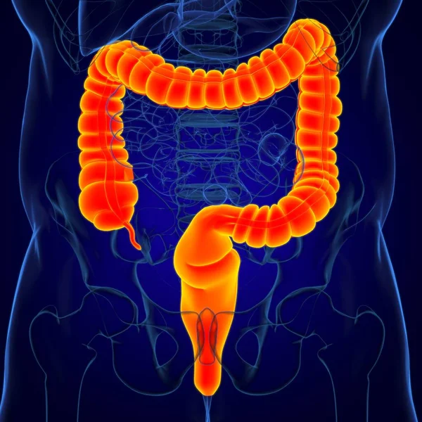 Anatomía Del Sistema Digestivo Humano Ilustración Del Intestino Grueso Para — Foto de Stock