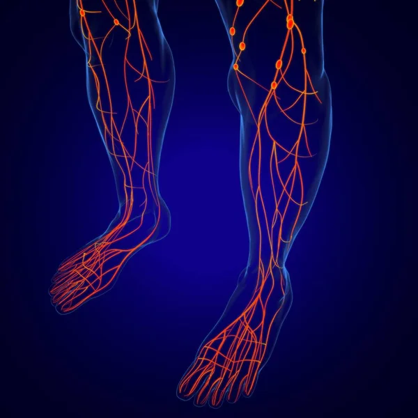 Human Lymph Nodes Anatomy For Medical Concept 3D Illustration