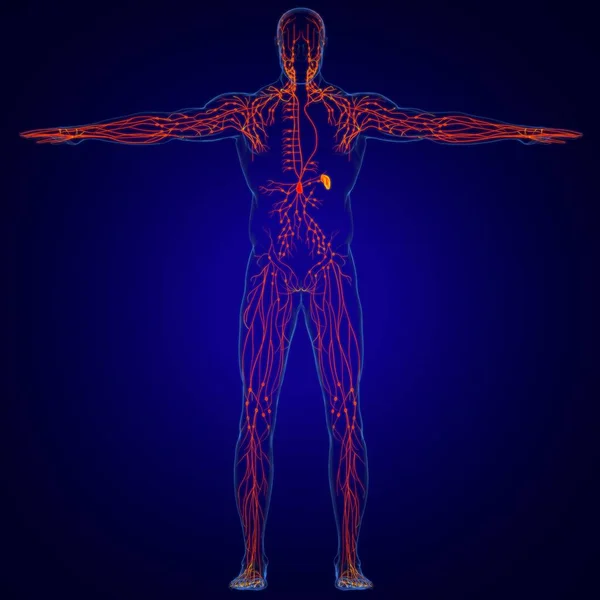 医学概念3D图解的人体淋巴结节解剖 — 图库照片