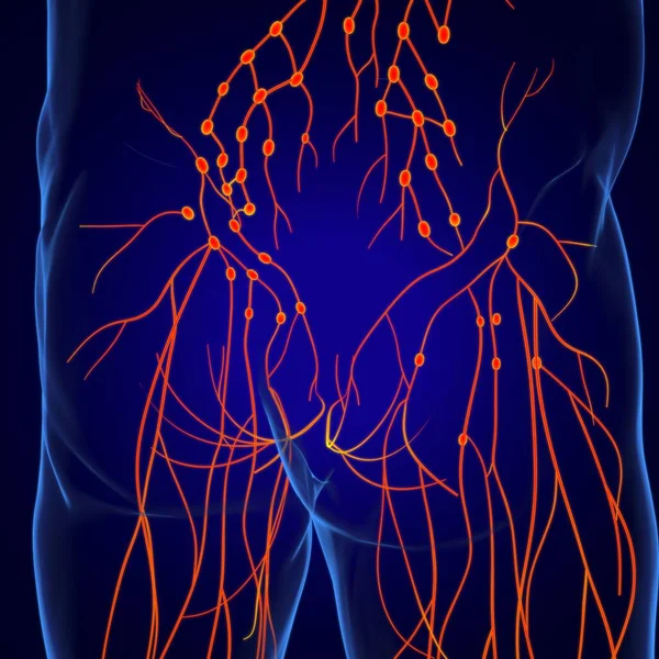 Human Lymph Nodes Anatomy Medical Concept Illustration — 스톡 사진