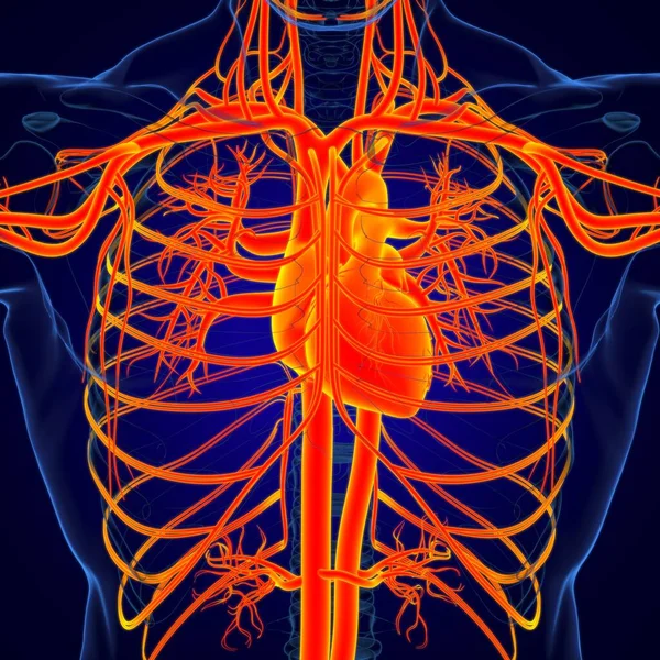 Corazón Humano Con Anatomía Del Sistema Circulatorio Para Ilustración Del —  Fotos de Stock