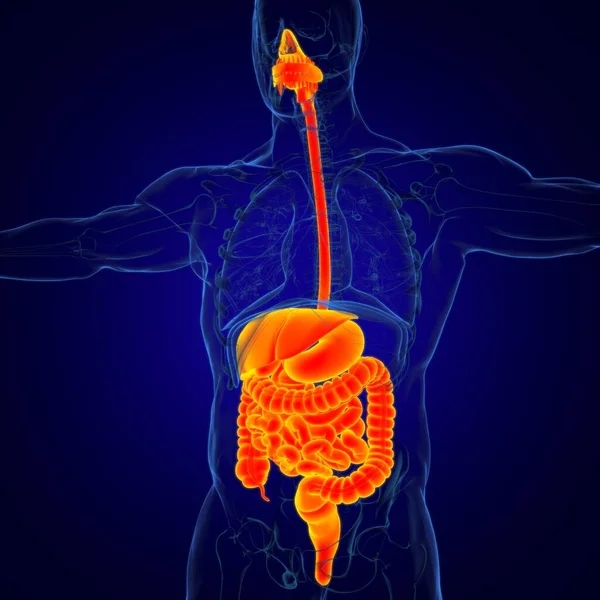 Anatomia Sistema Digestivo Humano Para Ilustração Conceito Médico — Fotografia de Stock