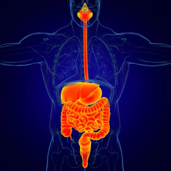 Anatomie Lidského Zažívacího Ústrojí Pro Lékařskou Koncepci — Stock fotografie