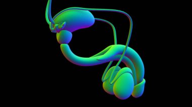 Tıbbi Konsept için Erkek Üreme Sistemi Anatomisi 3B İllüstrasyon