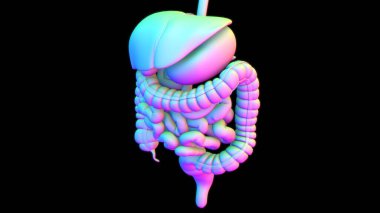Tıbbi Konsept 3B Resim İçin İnsan Sindirim Sistemi Anatomisi