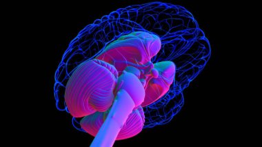 Tıbbi Konsept 3D Görüntü İçin İnsan Beyin İç Parçaları Anatomisi