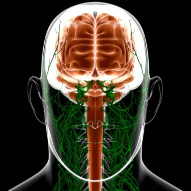 Tıbbi Konsept için İnsan Beyni Anatomisi 3 boyutlu İllüstrasyon