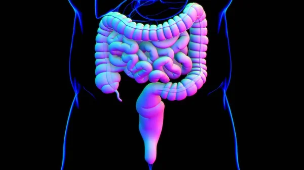 Illustration Intestin Grêle Gros Intestin Anatomie Système Digestif Humain Pour — Photo