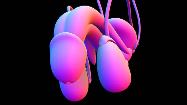 Anatomía Masculina Del Sistema Reproductivo Para Ilustración Del Concepto Médico — Foto de Stock