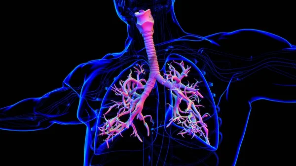 Anatomia Del Sistema Respiratorio Umano Dei Polmoni Concetto Medico Illustrazione — Foto Stock