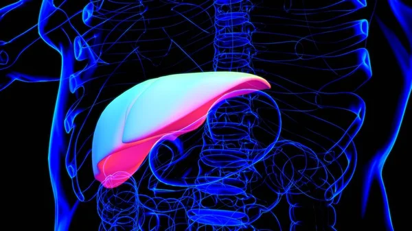 Anatomia Humana Sistema Digestivo Ilustração Fígado Para Conceito Médico — Fotografia de Stock