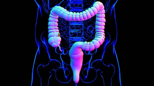 Великий Кишечник Ілюстрація Система Травлення Людини Анатомія Медичної Концепції — стокове фото