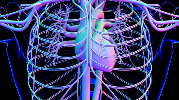 Human Heart Circulatory System Anatomy Medical Concept Illustration — Stock fotografie