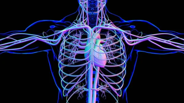 Coração Humano Com Anatomia Sistema Circulatório Para Ilustração Médica Conceito — Fotografia de Stock