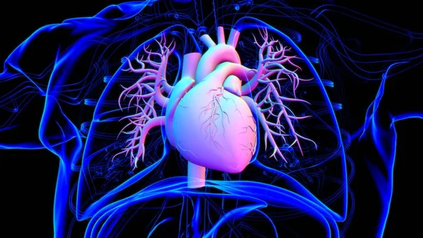 Płuca Ludzki Układ Oddechowy Anatomia Dla Medycznej Koncepcji Ilustracja — Zdjęcie stockowe