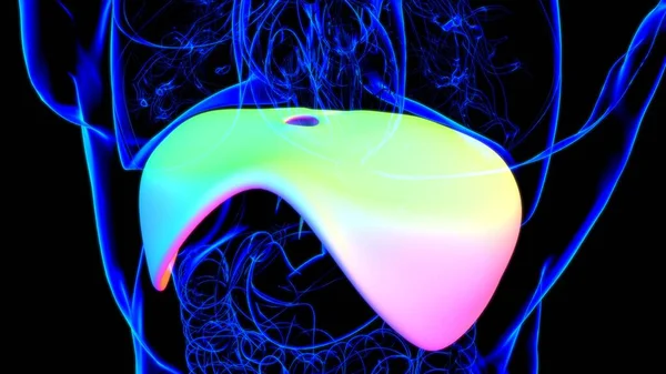 Diafragma Anatomi Sistem Pernapasan Manusia Untuk Ilustrasi Medis — Stok Foto