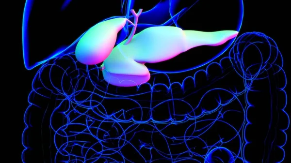 医学的概念のためのGall Bladerヒト消化器系解剖学3Dイラスト — ストック写真
