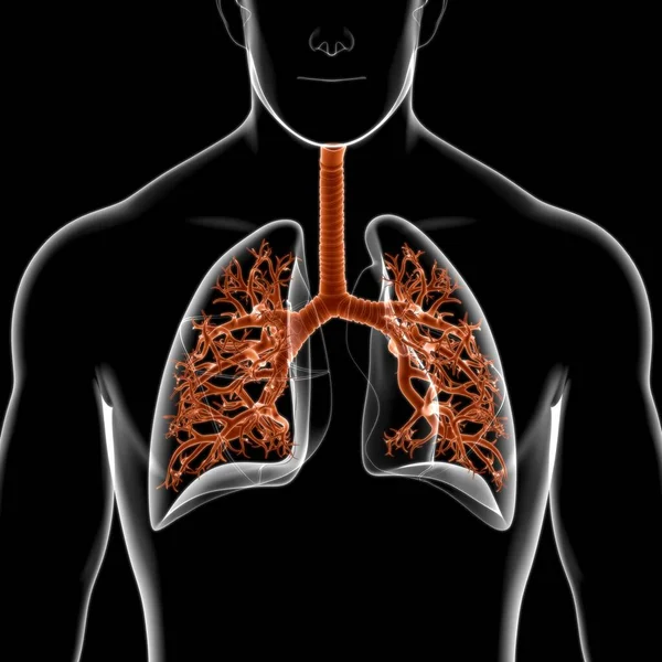 Lungor Människans Andningssystem Anatomi För Medicinska Begreppet Illustration — Stockfoto