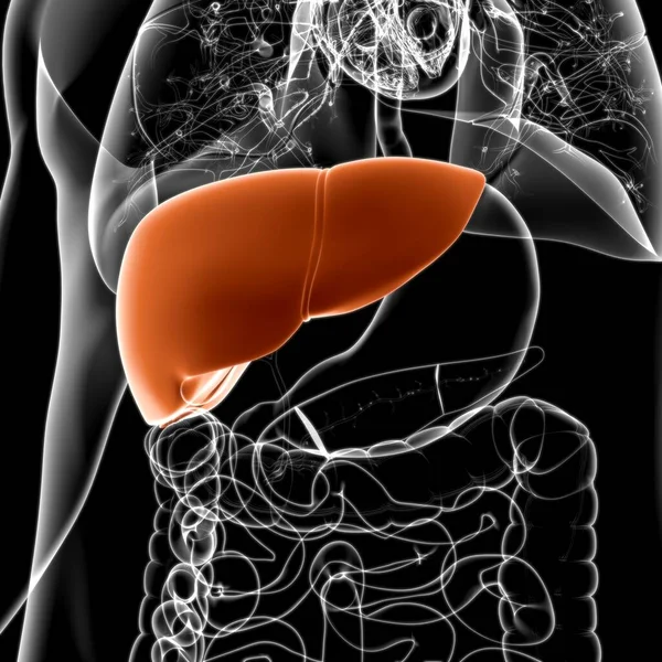 Anatomia Humana Sistema Digestivo Ilustração Fígado Para Conceito Médico — Fotografia de Stock