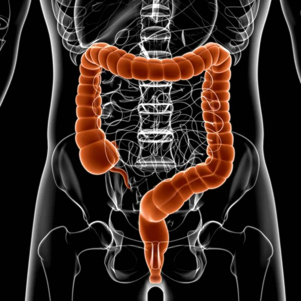 Anatomia Del Sistema Digestivo Umano Dell Illustrazione Grande Intestino Concetto — Foto Stock