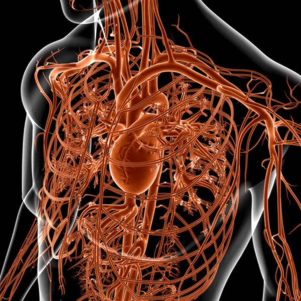 심장과 순환계 해부학 의학적 — 스톡 사진