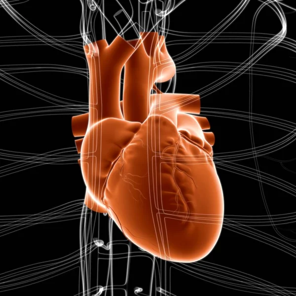 人类心脏解剖的医学概念3D图解 — 图库照片