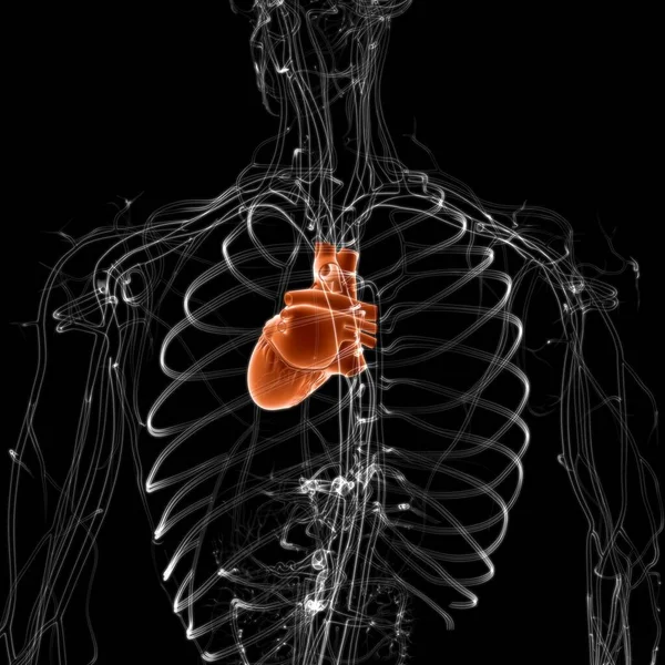 Anatomía Del Corazón Humano Para Concepto Médico Ilustración —  Fotos de Stock