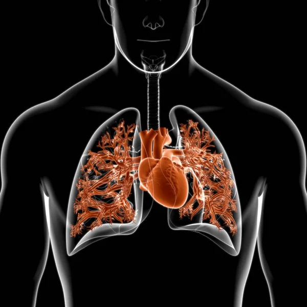 Anatomia Humana Sistema Respiratório Dos Pulmões Para Ilustração Médica Conceito — Fotografia de Stock