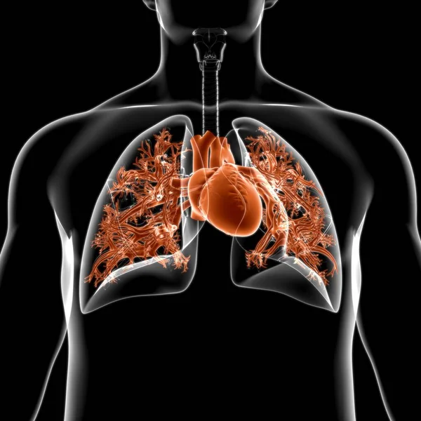 Anatomia Del Sistema Respiratorio Umano Dei Polmoni Concetto Medico Illustrazione — Foto Stock