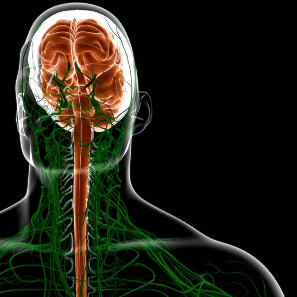 Anatomía Cerebral Humana Para Concepto Médico Ilustración — Foto de Stock