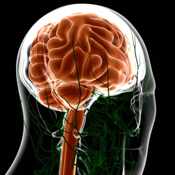 Anatomía Cerebral Humana Para Concepto Médico Ilustración — Foto de Stock