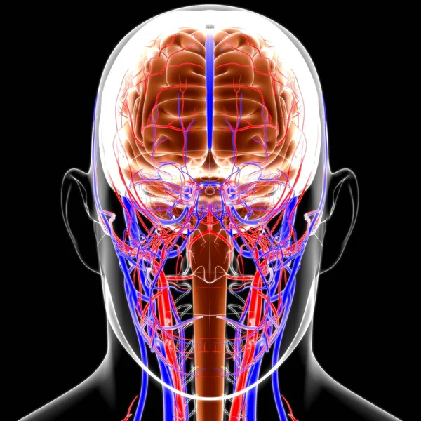 Anatomía Cerebral Humana Para Concepto Médico Ilustración — Foto de Stock