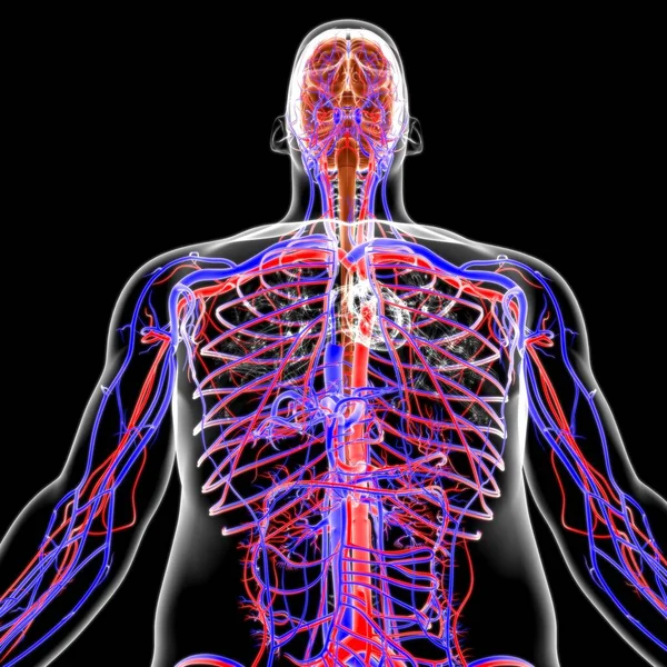 Human Brain Anatomy Medical Concept Illustration — Stock Photo, Image