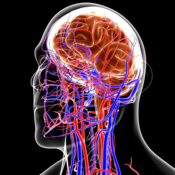 Anatomía Cerebral Humana Para Concepto Médico Ilustración —  Fotos de Stock