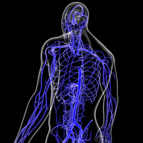 Human Arteries Veins Medical Concept Illustration — Stock Photo, Image